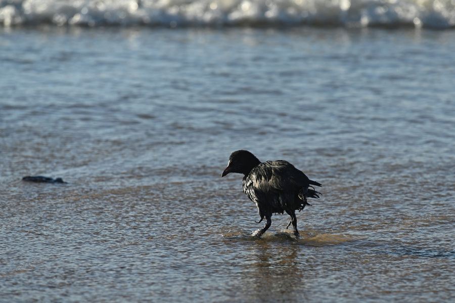 Volunteers battle to clear spilled oil on Russia s Black Sea coast