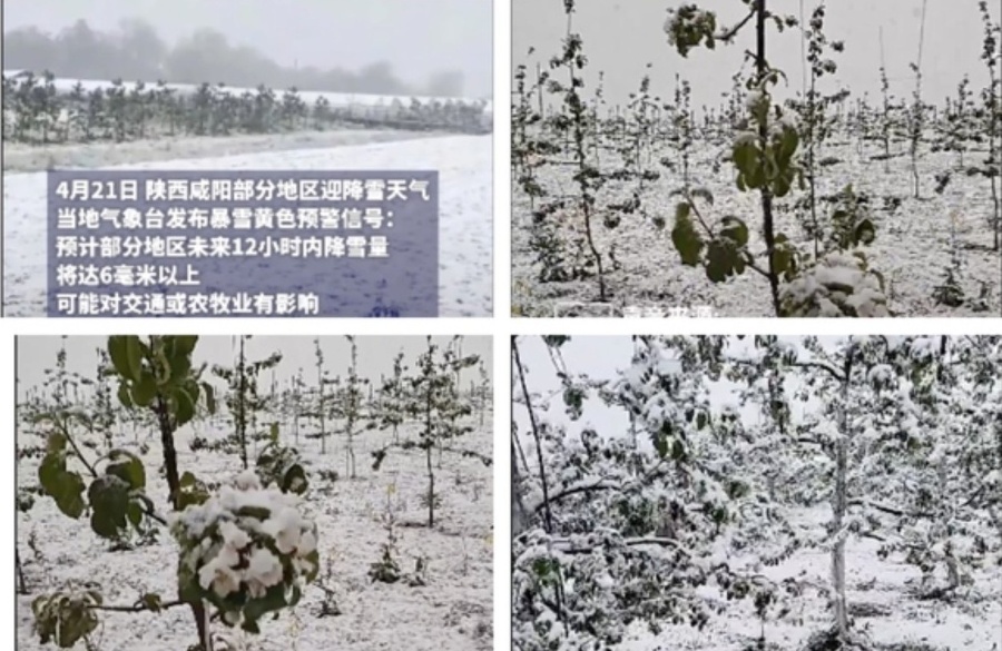 The Roof Leaks Just as the Night Rain Falls: Heavy Snow Unexpectedly Hits Many Areas in Shaanxi