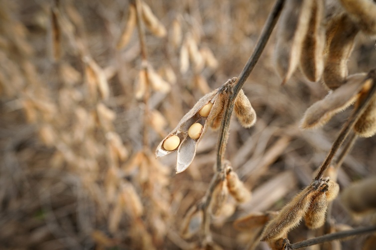 US s Bessent says soybeans  all taken care of , cooling expectations for fresh Chinese buying