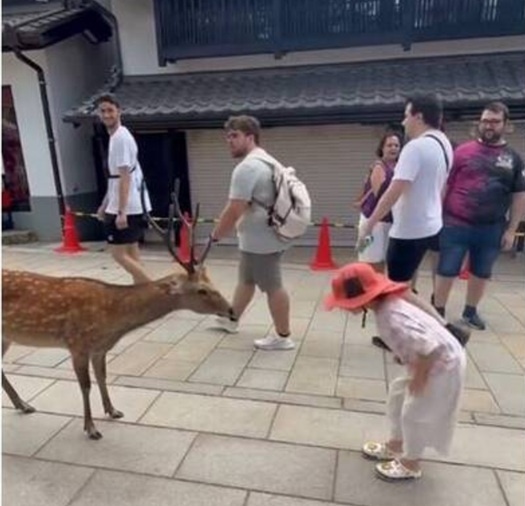 Nara Park s "Cute Dialogue" Becomes a Sensation on Japanese Internet