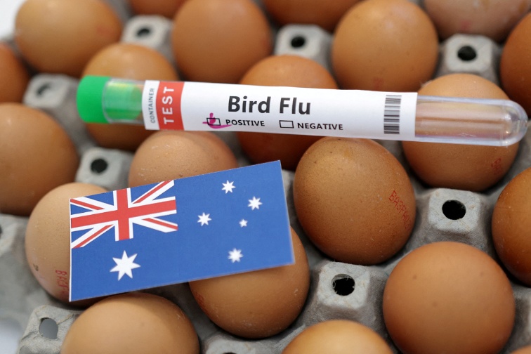 Australia confirms first H5N1 bird flu case in local mammal
