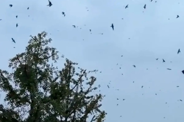 Large Swarm of Birds Circles Over Mianzhu, Sichuan, Causing Panic Among Netizens