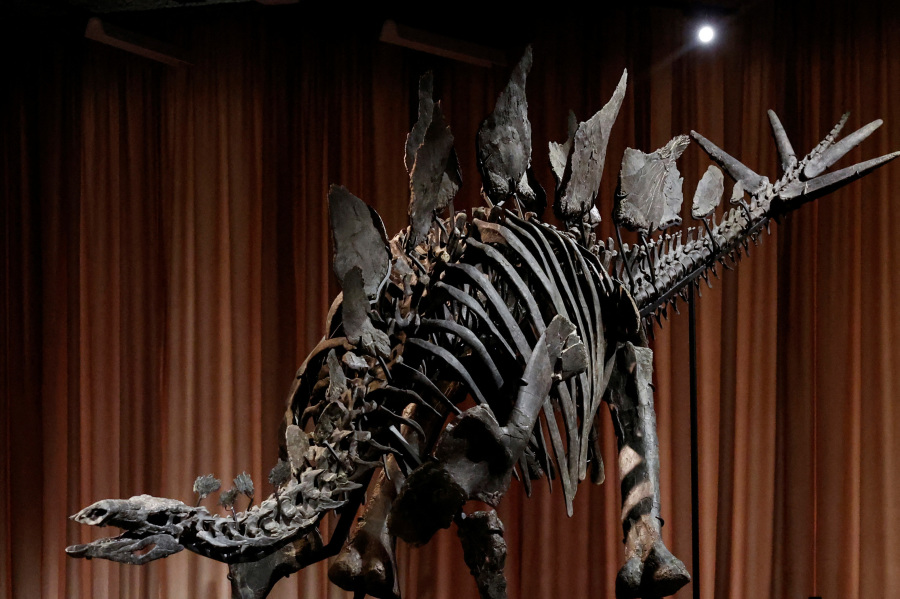 New York museum unveils  Apex  - an almost complete Stegosaurus