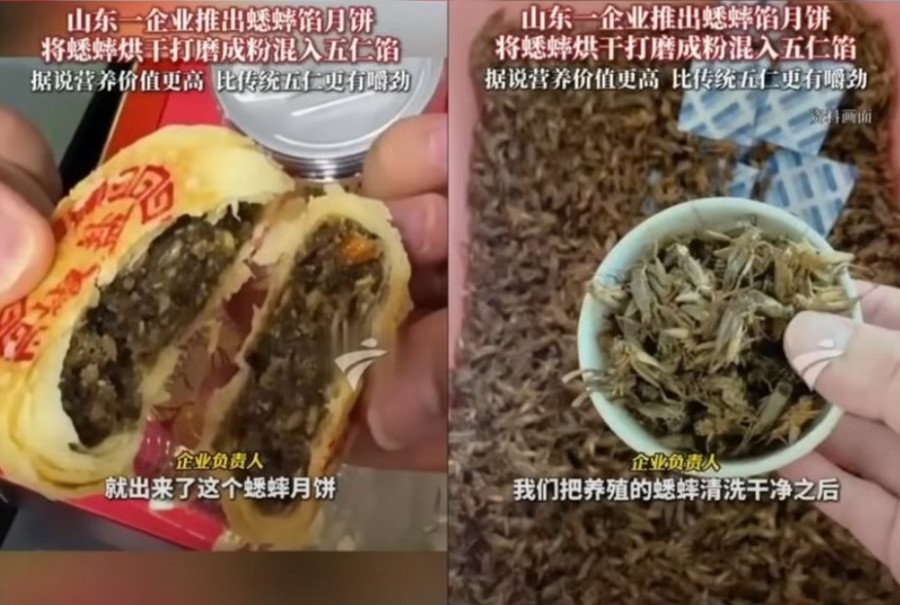 Strange Occurrences Are Rampant in These End Times! The Introduction of "Cricket Mooncakes" Has Taken Many by Surprise