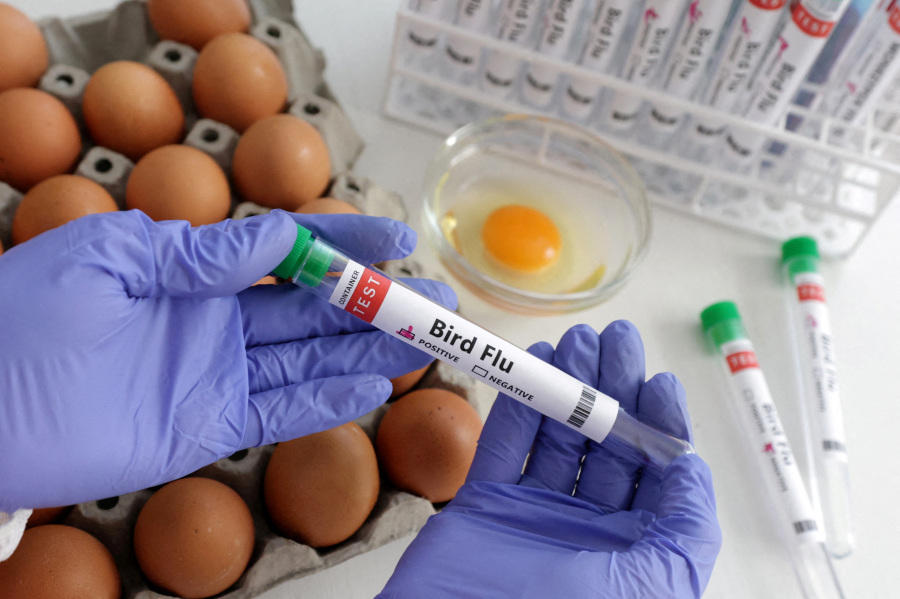 US senators push USDA for urgent action on bird flu vaccine