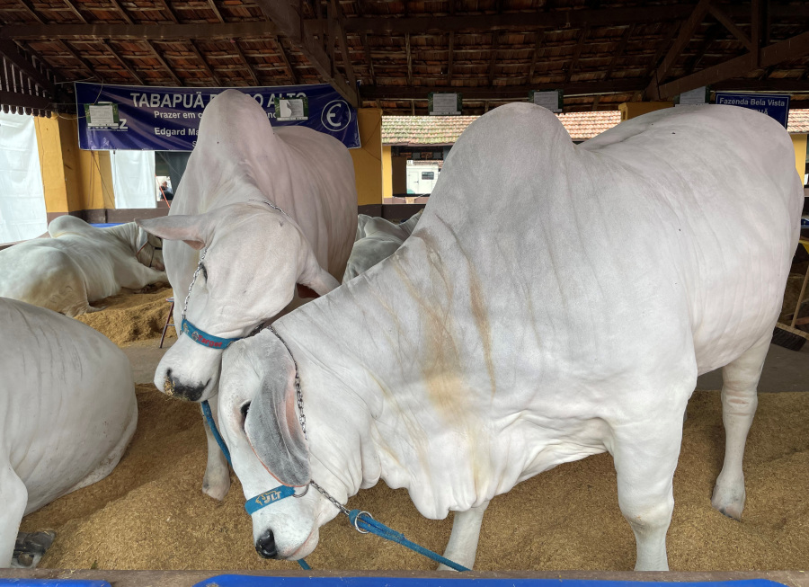 Brazil not testing cows for bird flu despite dairy cases in US