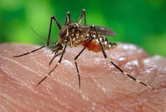 Imported Mosquitoes to Blame Guangdong Reports 478 Cases of Chikungunya Fever – No Specific Cure or Vaccine