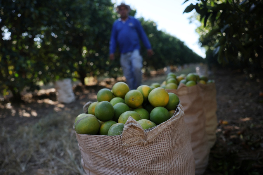 Trump tariffs wreaking havoc in Brazil s citrus belt
