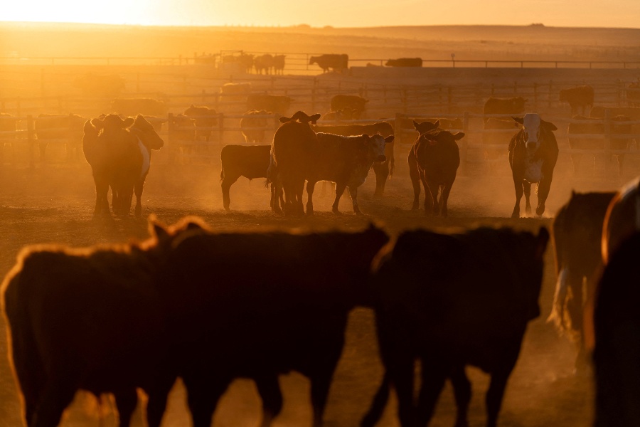 Trump to sign orders to boost beef imports, rebuild cattle herd, White House says