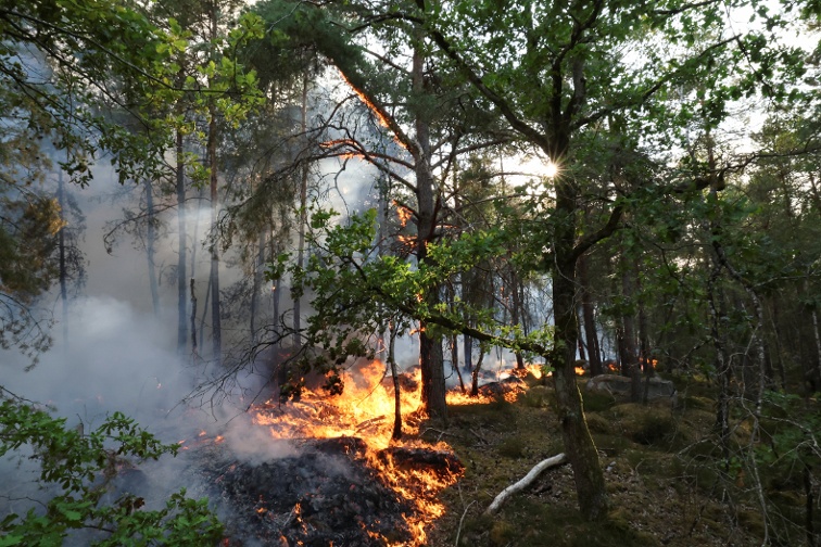 Firefighters battle Fontainebleau forest fire near Paris as two arrested