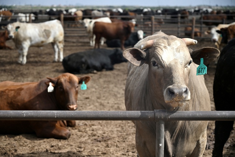 Trump says he will look at beef processing regulations, as farmers fight tariff plan