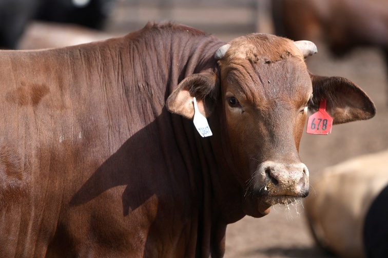 Trump says he signed proclamation to address  unreasonably  high beef prices